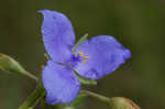 Virginia spiderwort